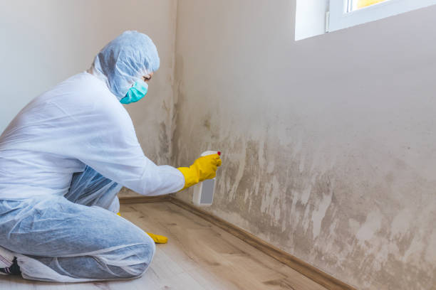 Licensed Attic Mold Remediation service in Revere, MA - Car Mold Remediation