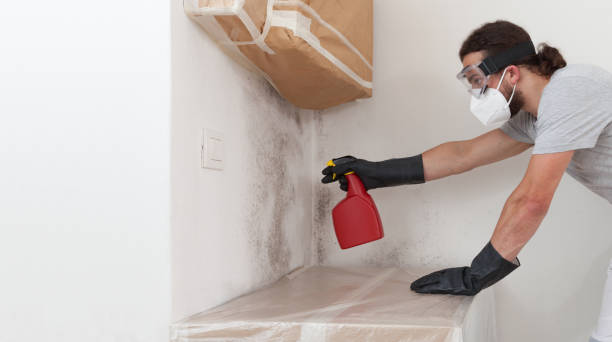 Professional Attic Mold Remediation technician working in Revere, MA