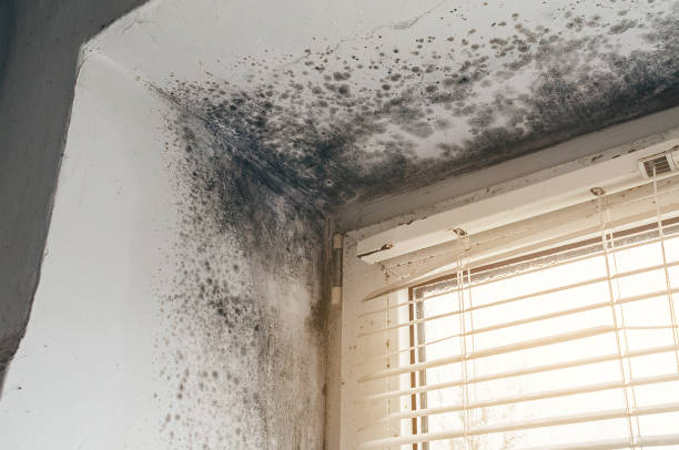 Affordable Attic Mold Remediation solutions in Revere, MA
